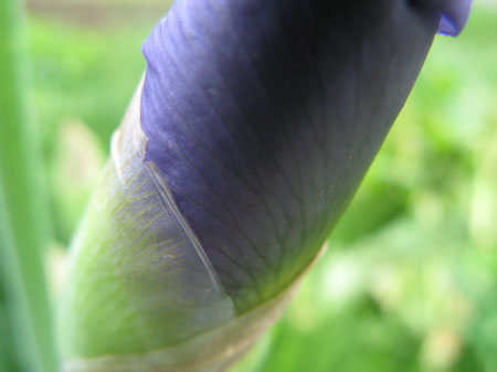f:id:elmikamino:20090606112444j:image