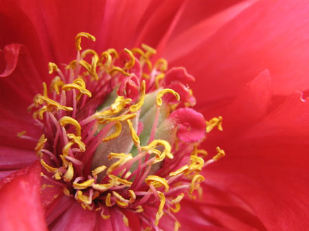 f:id:elmikamino:20090606112447j:image