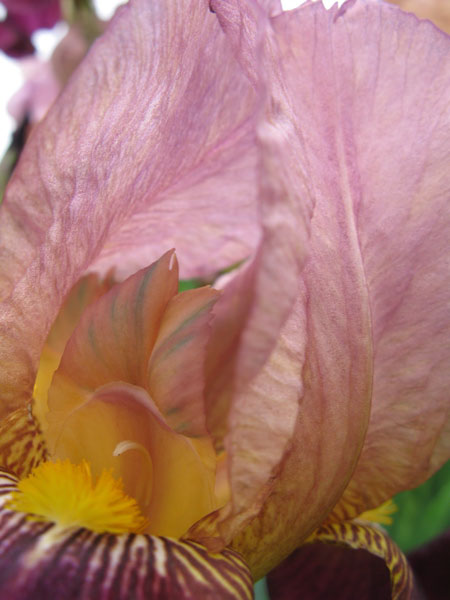 f:id:elmikamino:20090606112452j:image