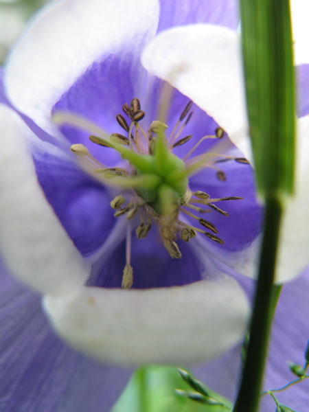 f:id:elmikamino:20090606112454j:image