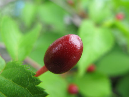 f:id:elmikamino:20090606112455j:image