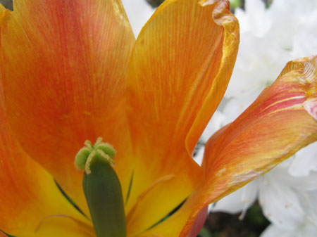 f:id:elmikamino:20090606112456j:image