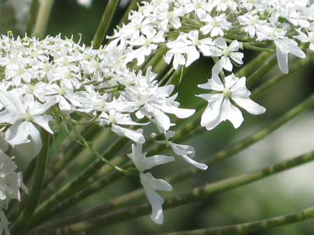 f:id:elmikamino:20090619104835j:image