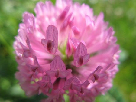 f:id:elmikamino:20090619104836j:image