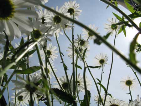 f:id:elmikamino:20090619104837j:image