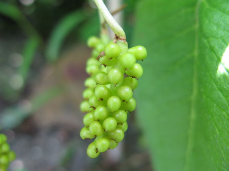 f:id:elmikamino:20090619104841j:image