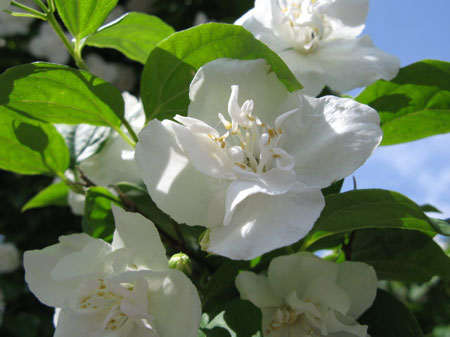 f:id:elmikamino:20090619104842j:image