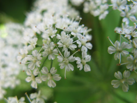 f:id:elmikamino:20090619104844j:image