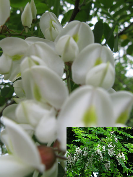 f:id:elmikamino:20090619113650j:image