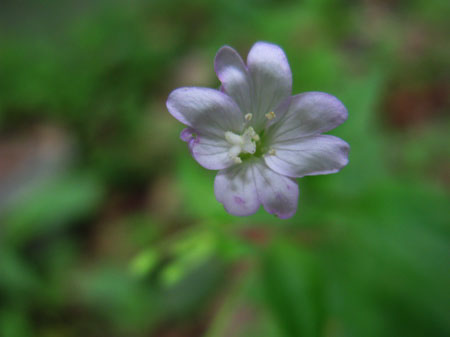 f:id:elmikamino:20090620124343j:image f:id:elmikamino:20090620124343j:image