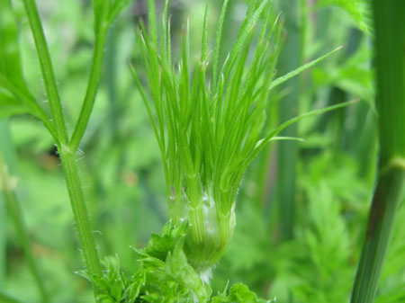 f:id:elmikamino:20090620124344j:image f:id:elmikamino:20090620124344j:image