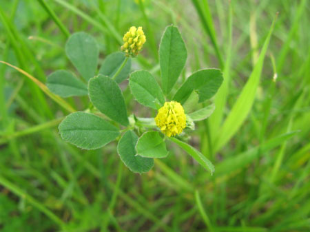 f:id:elmikamino:20090620124345j:image f:id:elmikamino:20090620124345j:image