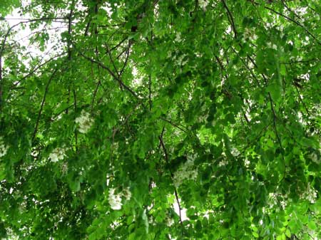 f:id:elmikamino:20090620124346j:image f:id:elmikamino:20090620124346j:image