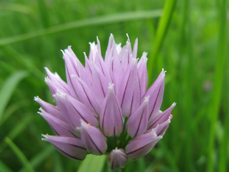 f:id:elmikamino:20090620124349j:image f:id:elmikamino:20090620124349j:image