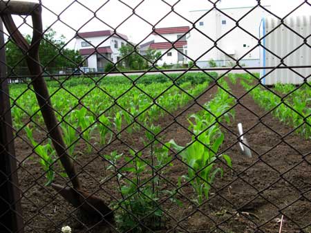 f:id:elmikamino:20090620124350j:image f:id:elmikamino:20090620124350j:image