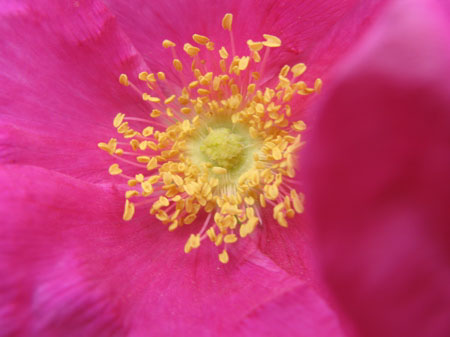 f:id:elmikamino:20090620124352j:image f:id:elmikamino:20090620124352j:image