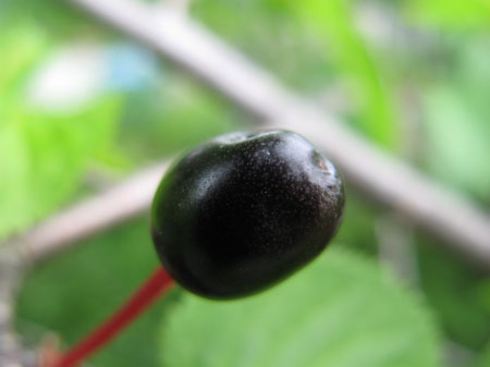 f:id:elmikamino:20090620124354j:image f:id:elmikamino:20090620124354j:image