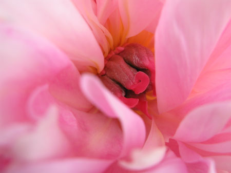 f:id:elmikamino:20090620124356j:image f:id:elmikamino:20090620124356j:image