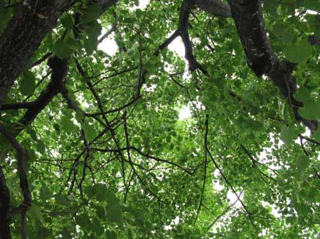 f:id:elmikamino:20090620124357j:image f:id:elmikamino:20090620124357j:image