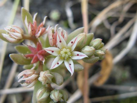 f:id:elmikamino:20090622095809j:image