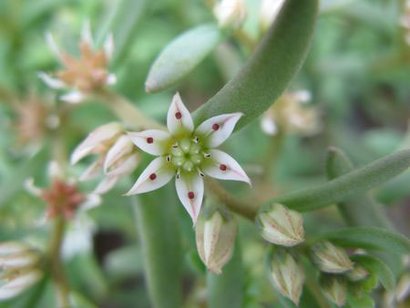 f:id:elmikamino:20090622100057j:image