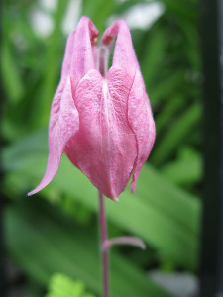 f:id:elmikamino:20090622100435j:image