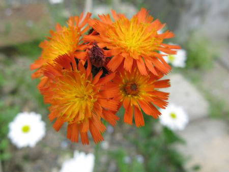 f:id:elmikamino:20090622101307j:image