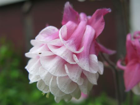 f:id:elmikamino:20090622101906j:image