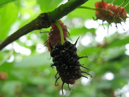 f:id:elmikamino:20090622102249j:image