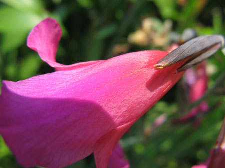 f:id:elmikamino:20090626094350j:image