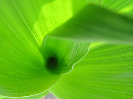 f:id:elmikamino:20090626094351j:image