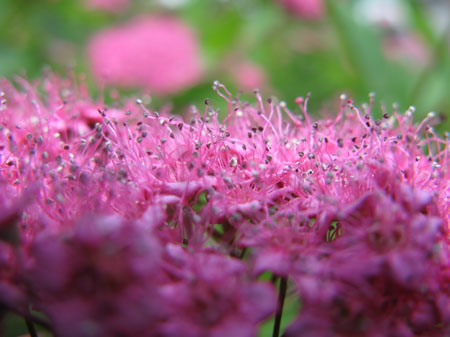 f:id:elmikamino:20090626094352j:image