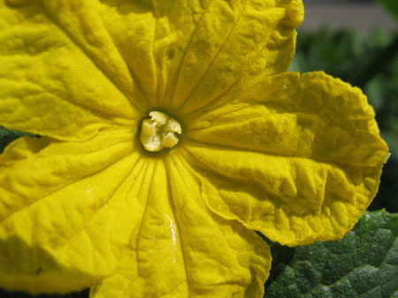 f:id:elmikamino:20090626094354j:image