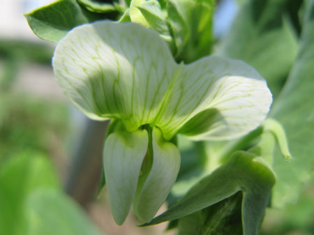 f:id:elmikamino:20090626094356j:image