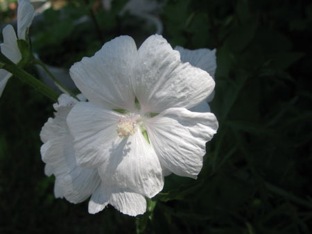 f:id:elmikamino:20090627115100j:image