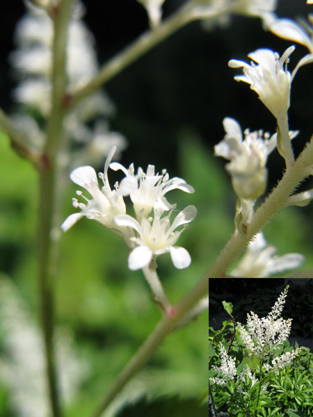 f:id:elmikamino:20090627115107j:image