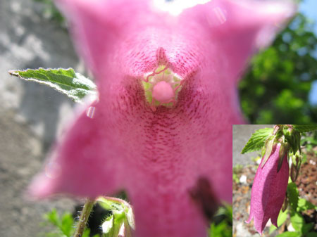 f:id:elmikamino:20090627115108j:image