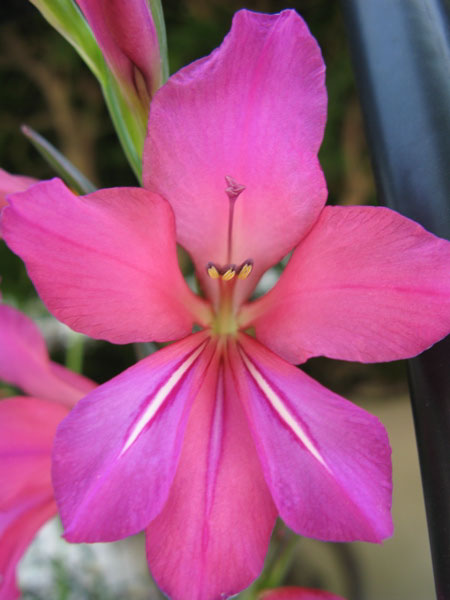 f:id:elmikamino:20090627115816j:image