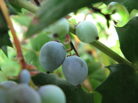 f:id:elmikamino:20090714110208j:image f:id:elmikamino:20090714110208j:image