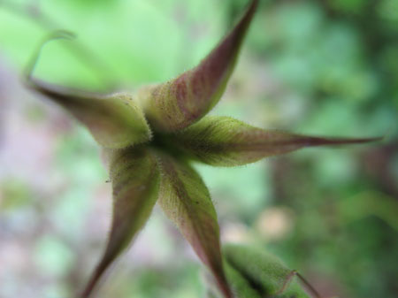 f:id:elmikamino:20090714110220j:image f:id:elmikamino:20090714110220j:image