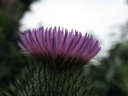 f:id:elmikamino:20090717130059j:image