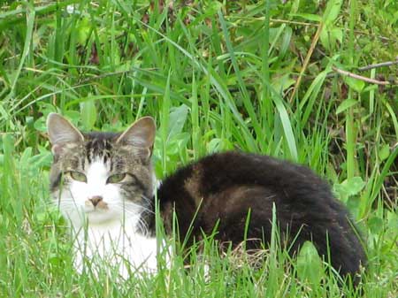 f:id:elmikamino:20090717130100j:image