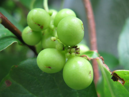 f:id:elmikamino:20090717130101j:image