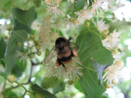 f:id:elmikamino:20090717130103j:image