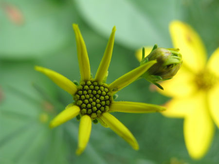f:id:elmikamino:20090717130104j:image