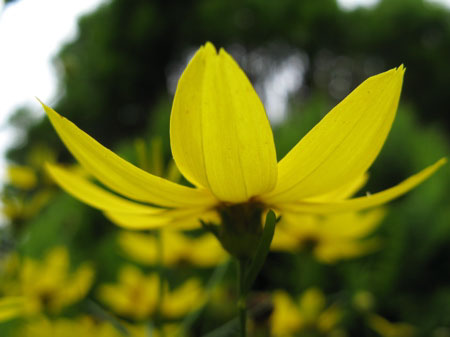 f:id:elmikamino:20090717130105j:image