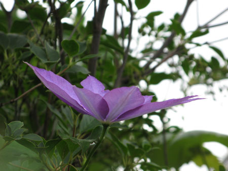 f:id:elmikamino:20090717130106j:image