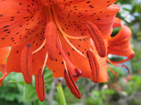f:id:elmikamino:20090717130107j:image