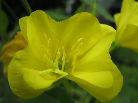 f:id:elmikamino:20090717130108j:image