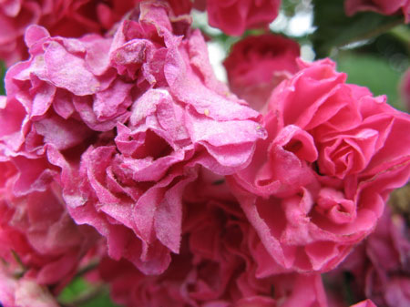 f:id:elmikamino:20090717130110j:image